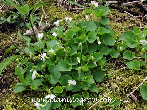 White Wood Violet (Viola soronia albiflora)
Happily growing in a moss covered shaped area of a woods.